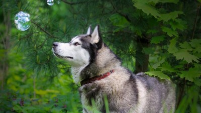Husky-siberian-huskies-40827619-1920-1080-1024x5766133dc8fe34088a1.md.jpg