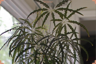 Schefflera-elegantissima.md.jpg