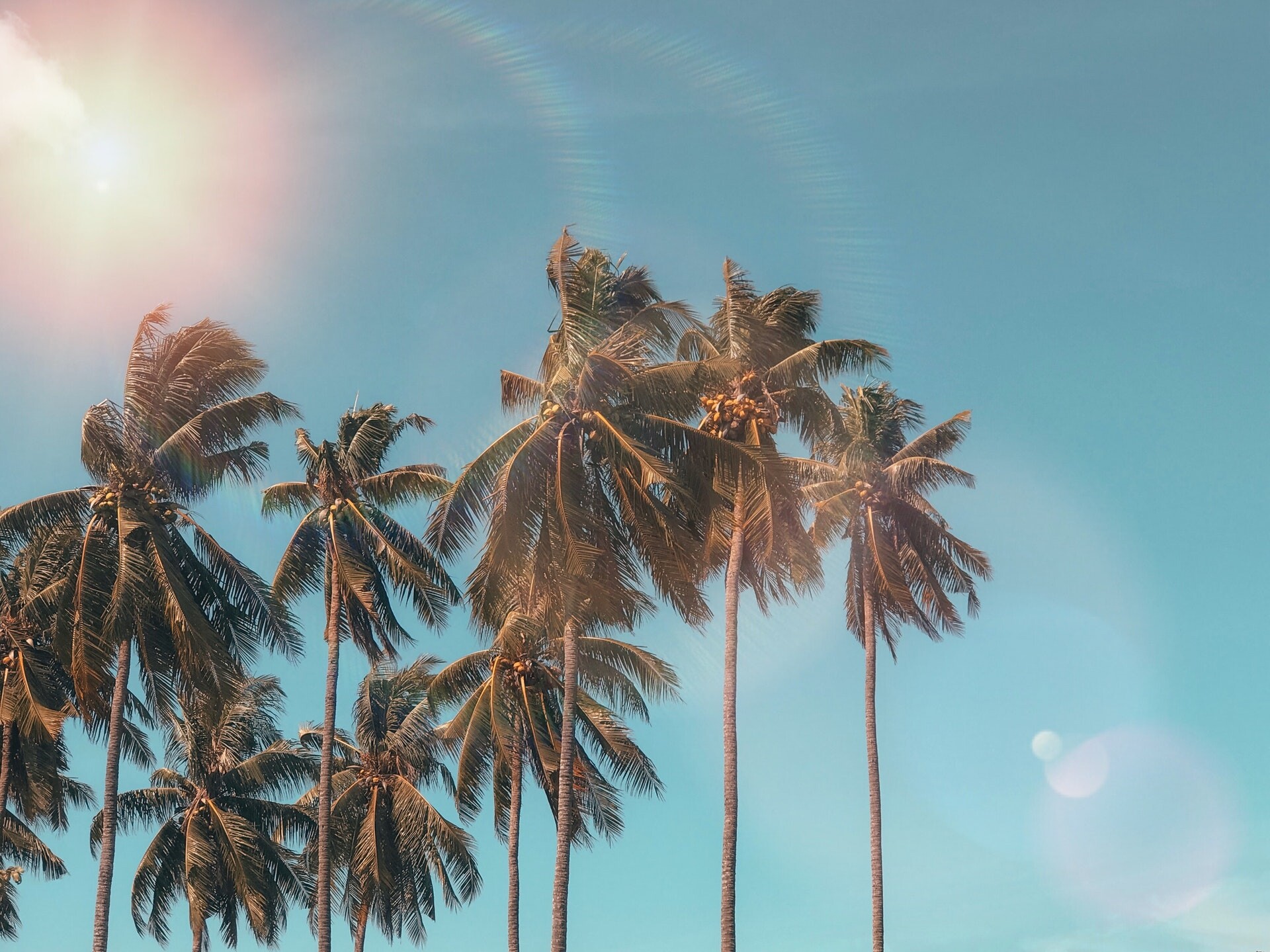 the-best-palm-trees-header-image.jpg