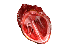 220px CG Heart