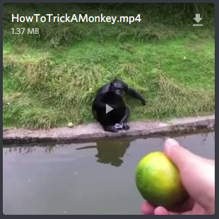 Monkey_trick.png