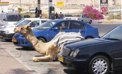Dubai Camel e1452119524679