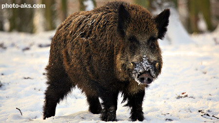 fangs piglet snow winter