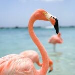 flamingo plogger ir 10 150x150