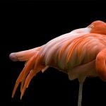 flamingo plogger ir 11 150x150