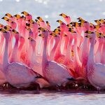 flamingo plogger ir 12 150x150