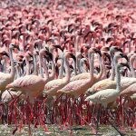 flamingo plogger ir 13 150x150