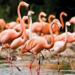 flamingo plogger ir 15 150x150