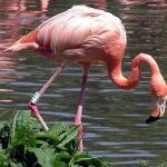 flamingo plogger ir 17 150x150