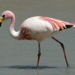 flamingo plogger ir 18 150x150