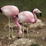 flamingo plogger ir 20 150x150