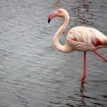 flamingo plogger ir 23 150x150