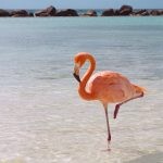 flamingo plogger ir 7 150x150