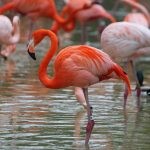 flamingo plogger ir 9 150x150