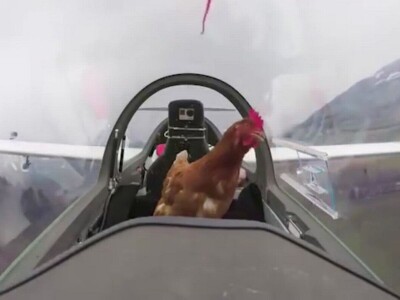 Chicken achieves dream of flying