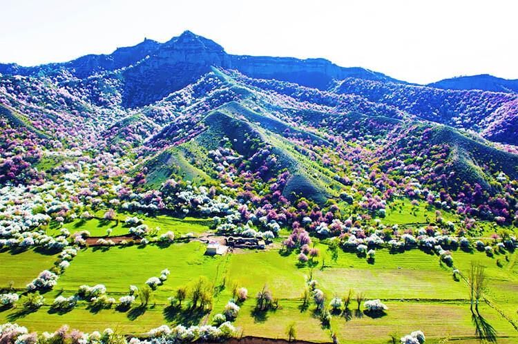 blooming-apricot-valley.jpg