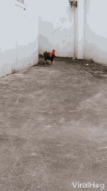 running chicken running