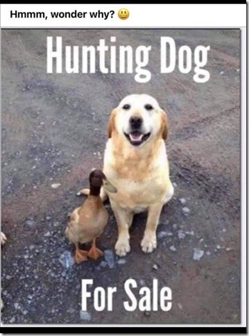 Hunting-dog-for-sale1a5f443f76873c365.jpg