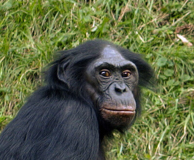 Bonobo-Head6b0aba05d72a87ae.jpg