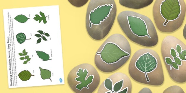 T-T-25166-Identifying-and-Comparing-Leaves-Story-Stone-Image-Cut-Outs.jpg