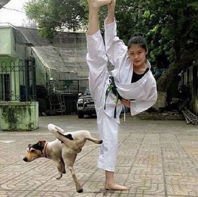 52. Kung Fu Pup e1595239176888