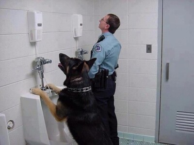 funny police dog peeing