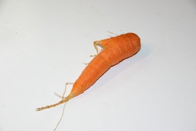 carrot.md.jpg