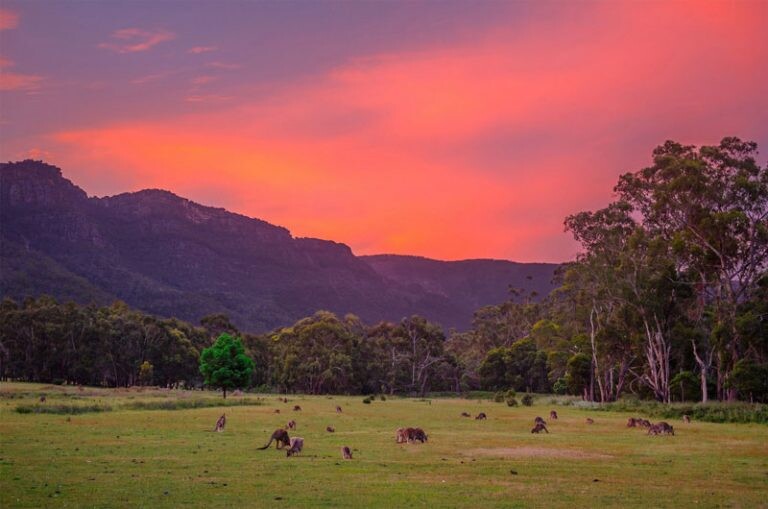 11-grampians-national-park-australia-kangaroos-sunset-green-tree-brent-daniel-768x50914f82825a98a368a.jpg