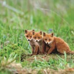 fox-1280x720-cute-animals-red-5k-23350