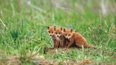 fox 1920x1080 cute animals red 5k 23350