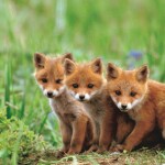 fox-2160x3840-cute-animals-red-5k-23350