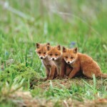 fox-2560x1440-cute-animals-red-5k-23350