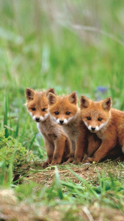 fox-720x1280-cute-animals-red-5k-23350.jpg