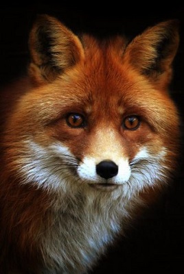 fox-wallpaper.jpg