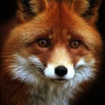 fox-wallpaper