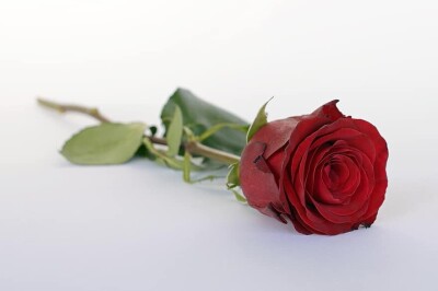 rose-red-rose-flower-romance-romantic-love-blossom-bloom-flowers290f58046afb8bd6.jpg