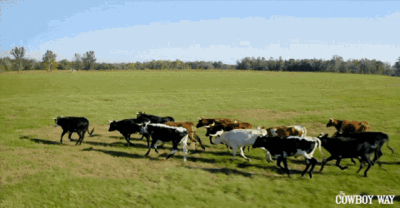cows-the-cowboy-way-alabama.gif