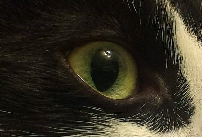 Cats_eye_in_dark.jpg
