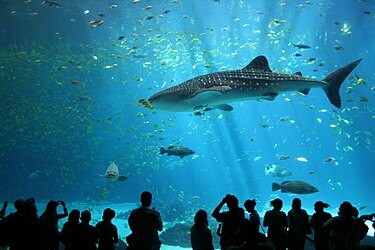 375px-Male_whale_shark_at_Georgia_Aquarium.jpg