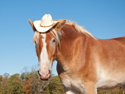 Horse With Cowboy Hat Funny IMage