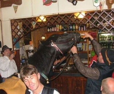 bar-horse-drinks-beer.md.jpg