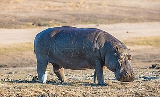 Hipopotamo_Hippopotamus_amphibius_parque_nacional_de_Chobe_Botsuana_2018-07-28_DD_82.jpg