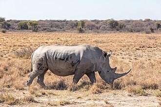 Rinoceronte_blanco_Ceratotherium_simum_Santuario_de_Rinocerontes_Khama_Botsuana_2018-08-02_DD_06.jpg