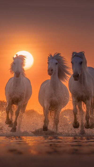 horses white angels of camargue pi 1080x1920