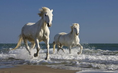 the camargue horse is an ancient breed of horse indigenous to the camargue area in southern france w