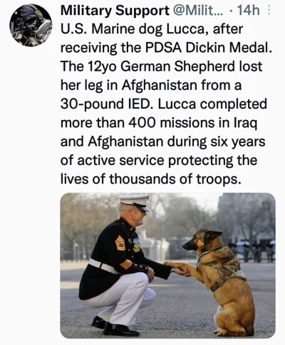 dog-medal.md.jpg