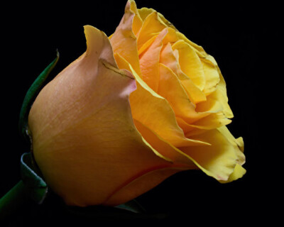 Roses_Closeup_Black_background_Yellow_598904_562x450.jpg