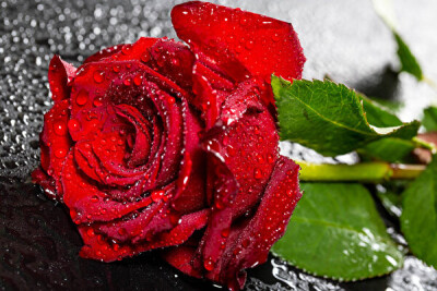 Roses_Closeup_Red_Drops_594998_600x400.jpg