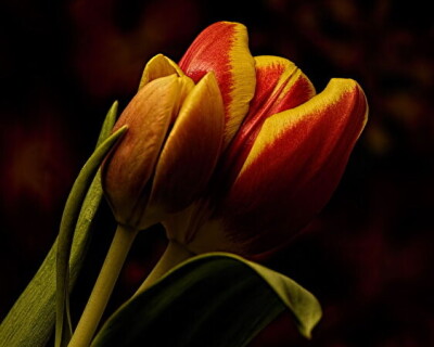 Tulips_Closeup_Two_609607_562x450.jpg