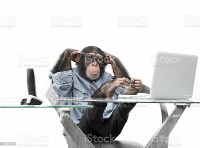 chimp.md.jpg